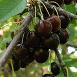 Prunus avium 'Bigarreau Noir' - Zwarte krakers, Kersen, Zoete kersen