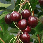 Prunus avium 'Sunburst' - Kerselaar, Kersenboom, Zoete kers - Prunus avium 'Sunburst'