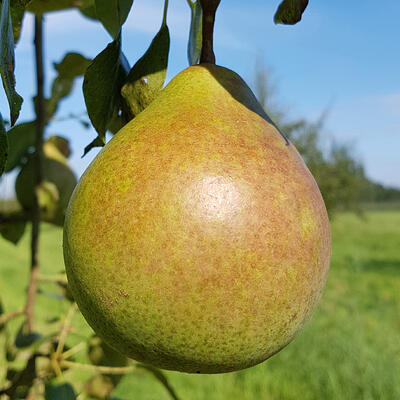 Pereboom - Pyrus communis 'Saint Remy'