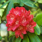 Rhododendron 'Elizabeth' - Rododendron