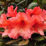Rhododendron 'Tortoiseshell Orange' - Rododendron - Rhododendron 'Tortoiseshell Orange'