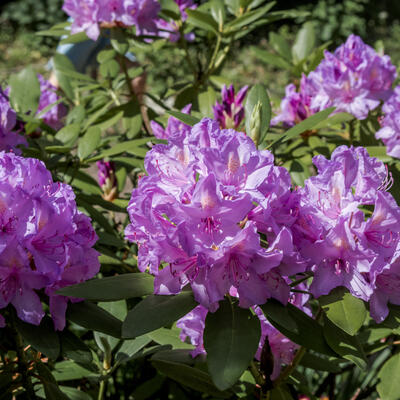 Rododendron - Rhododendron ´Catawbiense Boursault´