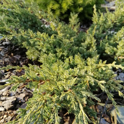 Jeneverbes - Juniperus horizontalis 'Prince of Wales'