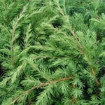Juniperus rigida subsp. conferta 'Blue Pacific' - Jeneverbes