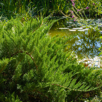 Sabijnse jeneverbes, Zevenboom - Juniperus sabina 'Tamariscifolia