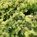 Taxus baccata ‘Summergold’ - Venijnboom - Taxus baccata ‘Summergold’