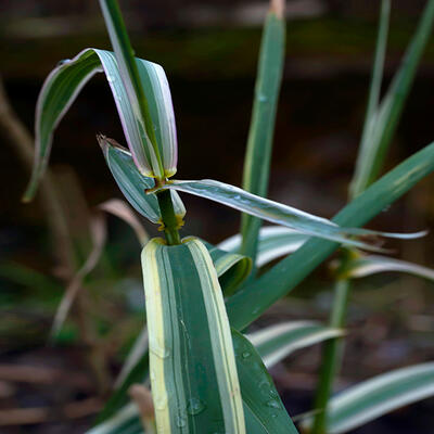 Prachtriet - Miscanthus sinensis 'Cabaret'