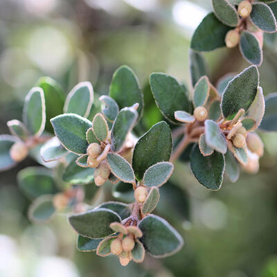 Zoutmelde - Atriplex halimus