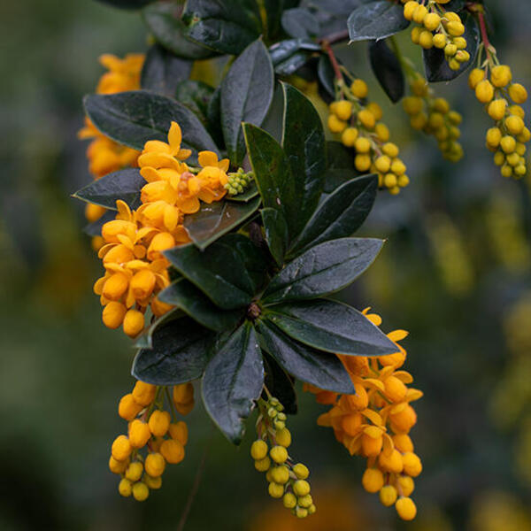 Gelukkig monster 945 Zuurbes - Berberis trigona 'Orange King' - Haagplanten - Planten online  kopen | Tuinadvies