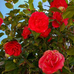 Camellia japonica (Rood) - Camelia - Camellia japonica (Rood)