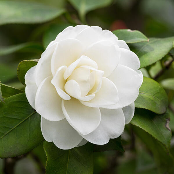 Camelia - Camellia japonica (wit)