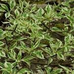 Cornus alternifolia 'Argentea' - Kornoelje