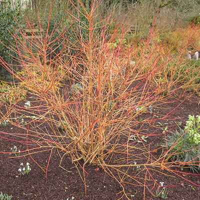 Rode Kornoelje - Cornus sanguinea 'Magic Flame'