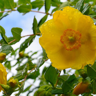 Hertshooi - Hypericum kalmianum 'Gemo'