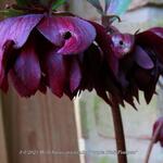 Helleborus orientalis 'Purple Pink Pompon' - Nieskruid