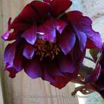 Helleborus orientalis 'Purple Pink Pompon' - Nieskruid