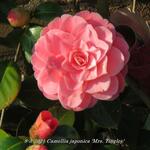 Camellia japonica 'Mrs. Tingley' - Camelia