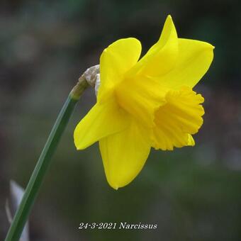 Kinematica haak maandag Narcis - Narcissus