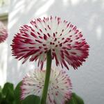 Bellis perennis 'Pomponette' - Madeliefjes, wilde madeliefjes, meizoentjes