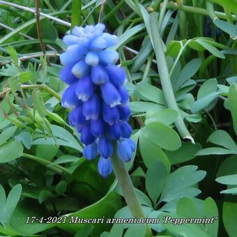 Muscari armeniacum 'Peppermint'