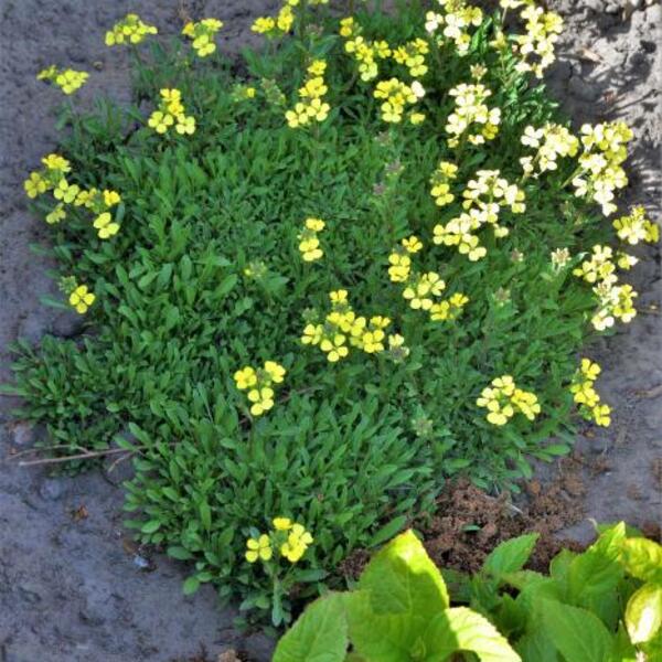 Steenraket Erysimum Jubilee Gold Vaste Planten Planten Online Kopen Tuinadvies