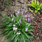 Hyacinthoides hispanica 'Rose' - Wilde hyacint, Boshyacint