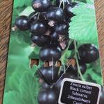 Ribes nigrum 'Ben Nevis' - Zwarte bes - Ribes nigrum 'Ben Nevis'