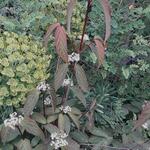 Viburnum setigerum 'Aurantiacum' - Sneeuwbal