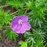 Geranium sanguineum 'Vision Violet' - Ooievaarsbek - Geranium sanguineum 'Vision Violet'