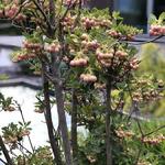 Pronkklokje - Enkianthus campanulatus