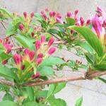 Weigela 'Rosea' - Weigelia