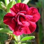 Calibrachoa 'Double Red' - Mini petunia