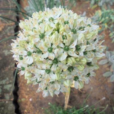 Sierui - Allium nigrum