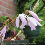 Bletilla striata 'Roseum' - Aardorchidee, Hyacint-orchidee