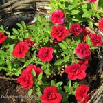 Calibrachoa 'Double Red' - Mini petunia