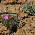 Dianthus gratianopolitanus 'Pink Jewel' - Rotsanjer - Dianthus gratianopolitanus 'Pink Jewel'