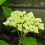 Hydrangea macrophylla 'Soeur Thérèse' - Hortensia - Hydrangea macrophylla 'Soeur Thérèse'