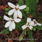 X Rhodoxis 'Hebron Farm Red Eye' - Rapsterretjes