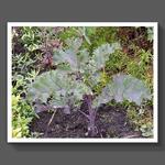 Brassica oleracea convar. acephala var. laciniata f. rubra  - Rode boerenkool