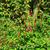 Fuchsia regia subsp. regia