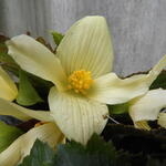 Begonia SUMMERWINGS 'Vanilla Elegance' - Begonia