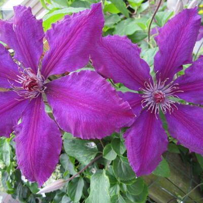 Bosrank - Clematis 'The President' 