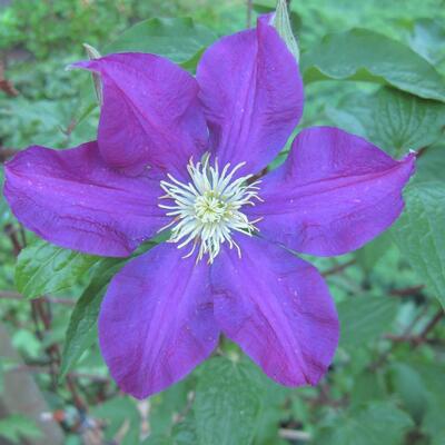 Bosrank - Clematis 'Warszawska Nike'