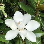 Magnolia grandiflora ‘Galissonière’ - Beverboom - Magnolia grandiflora ‘Galissonière’
