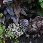 Perilla frutescens 'Red' - Shiso, Japanse basilicum, Biefstukplant