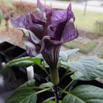 Datura metel 'Double Purple' - Doornappel