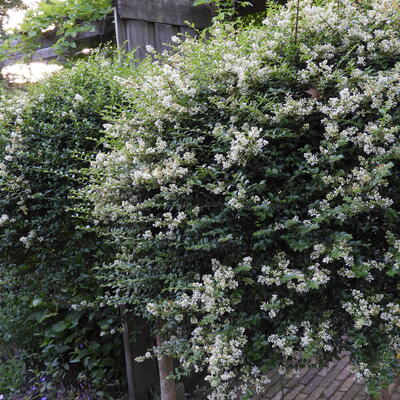 Liguster - Ligustrum delavayanum 