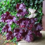 Heuchera 'Shanghai' - Purperklokje - Heuchera 'Shanghai'