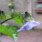 Nicandra physalodes 'Black Pod' - Zegekruid