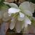 Begonia x tuberhybrida 'ILLUMINATION White'